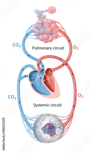 Blood circulation in the human body