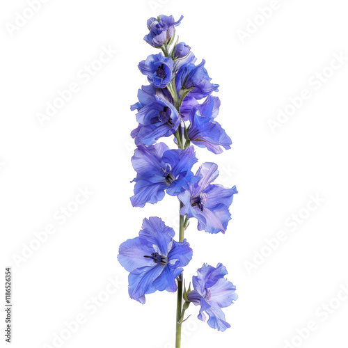 Beautiful Larkspur Flower Isolated on Clean transparent background for Photorealistic Nature Imagery