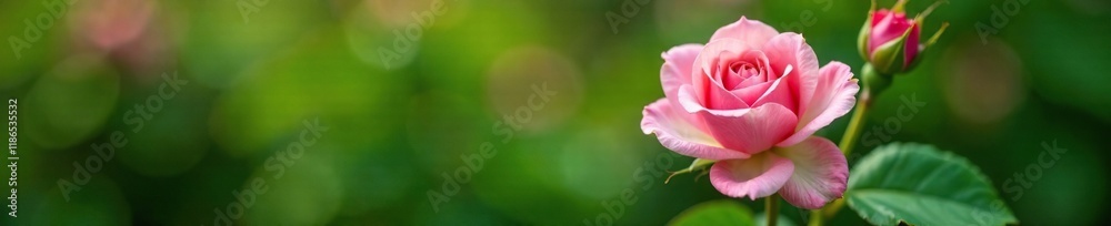 Delicate pink rose petals unfolding on a lush green branch, tree leaf, garden Delicate pink rose petals unfolding on a lush green branch, tree leaf, garden
