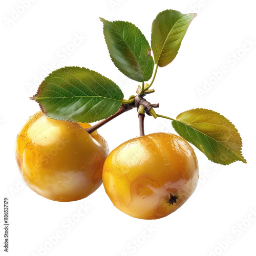 Fresh Medlar and Greengage Plums with Leaves on White transparent background for Culinary and Botanical Use photo