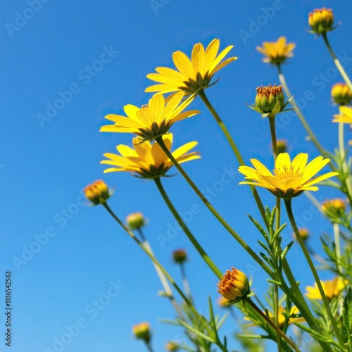 Tall heliopsis stems with yellow flowers against a clear blue sky, blossom, tree, yellow flowers photo