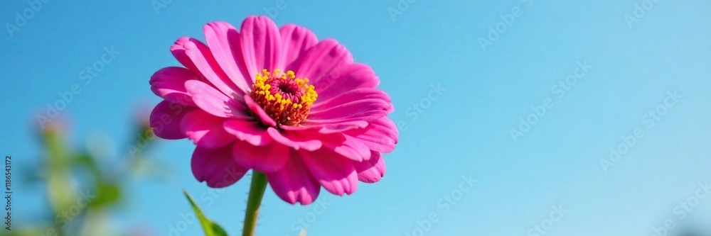 Pink zinnia flower in full bloom against a blue sky, garden, flower Pink zinnia flower in full bloom against a blue sky, garden, flower