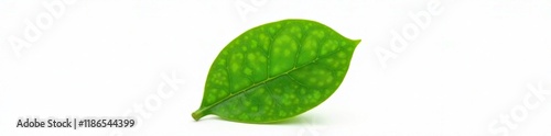 A single green lime leaf isolated on white background, pure white, background