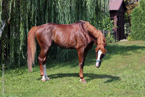 Arabian horse walks in green spring field