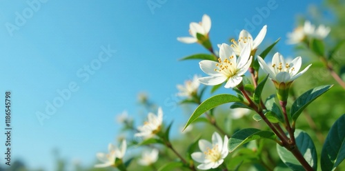 Small white blooms on silver-green leaves of Hakea suaveolens against a blue sky, leaves, garden, hakea photo