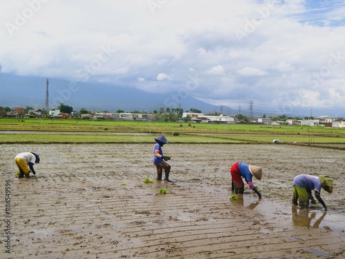 Indonesian Asian women farming rice paddies during planting season. Asian women traditional farmers wearing head coverings, working under the hot sun. Rural agriculture. Non-urban activities photo