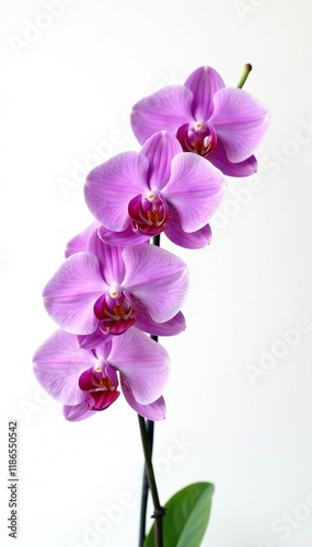 Delicate purple orchid blooms on a plain white background, floral, plant, petals
