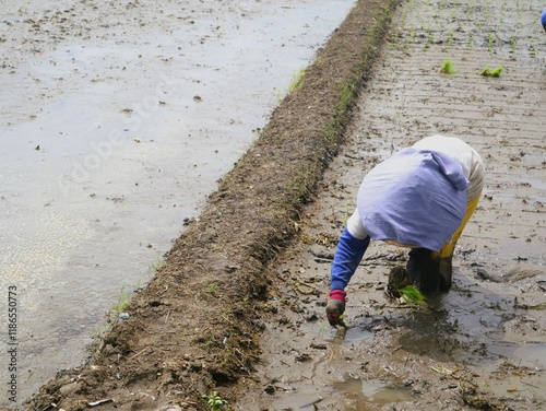 Indonesian Asian women farming rice paddies during planting season. Asian women traditional farmers wearing head coverings, working under the hot sun. Rural agriculture. Non-urban activities photo