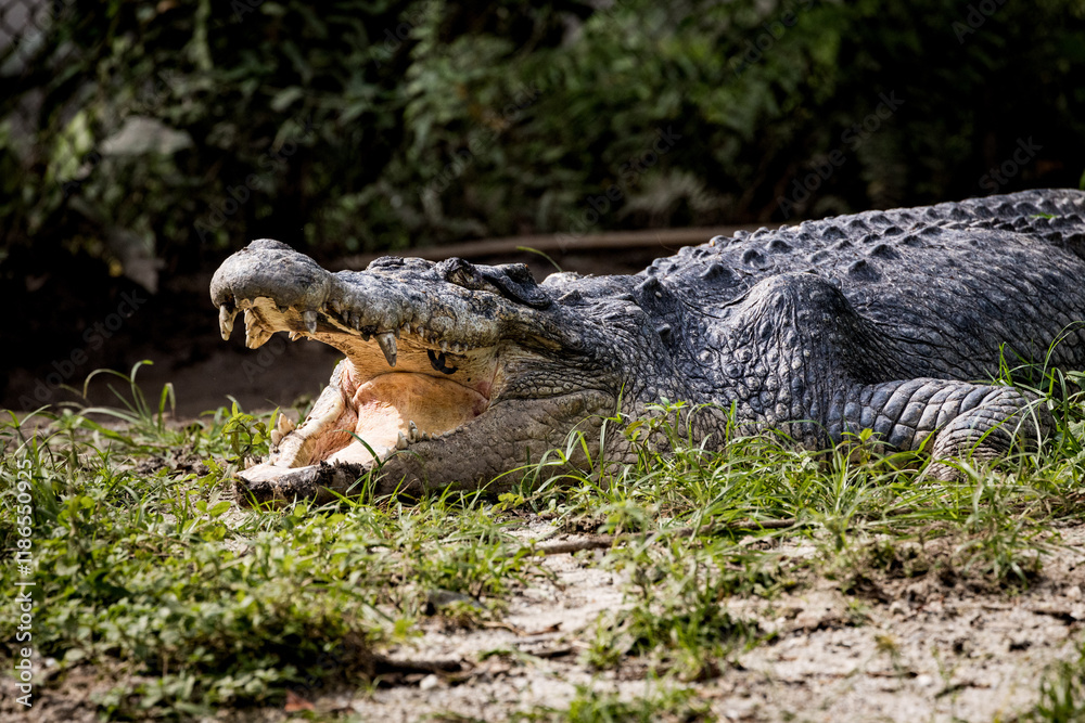 Saltwater crocodile sunbathing with its mouth and jaw open in Taiping Zoo Saltwater crocodile sunbathing with its mouth and jaw open in Taiping Zoo