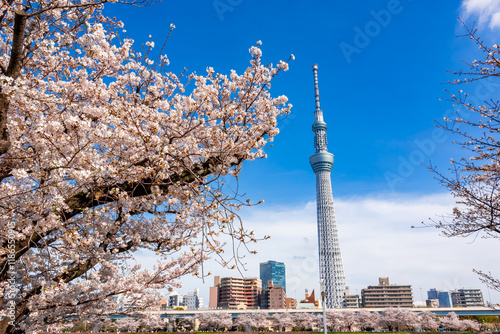 春の浅草・隅田公園で見た、満開の桜の花と青空に映える東京スカイツリー
