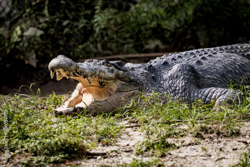 Saltwater crocodile sunbathing with its mouth and jaw open in Taiping Zoo