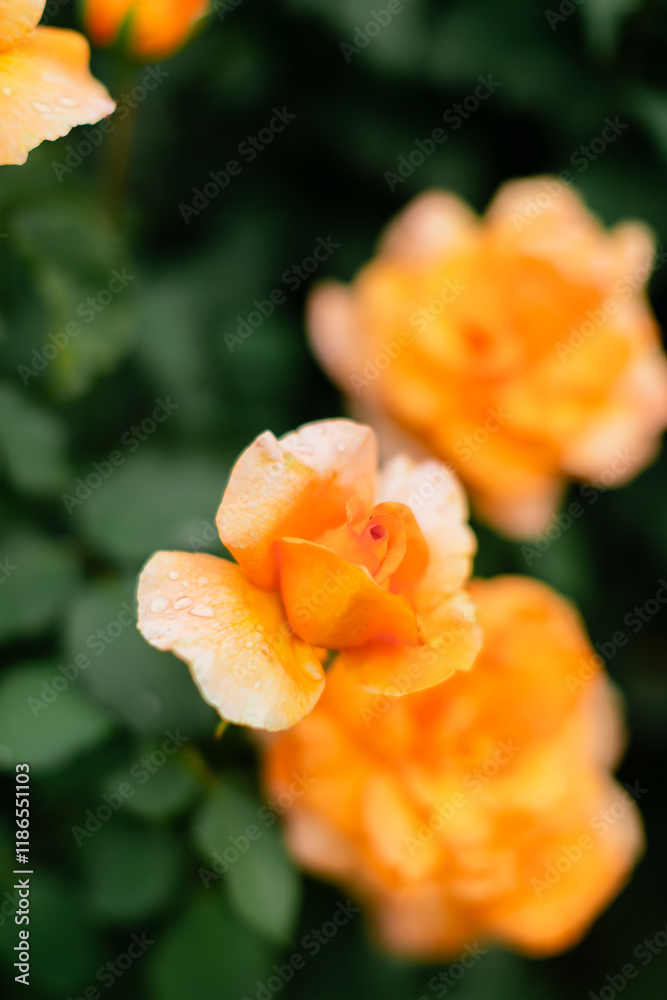 Beautiful peach-colored roses with water droplets on petals against dark green blurred background. Soft focus garden photography with gentle morning dew. Beautiful peach-colored roses with water droplets on petals against dark green blurred background. Soft focus garden photography with gentle morning dew.