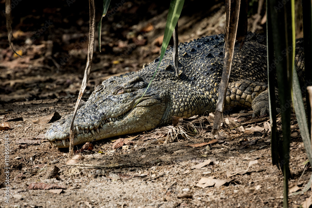 Obraz premium Saltwater crocodile sunbathing under the sun in Taiping Zoo