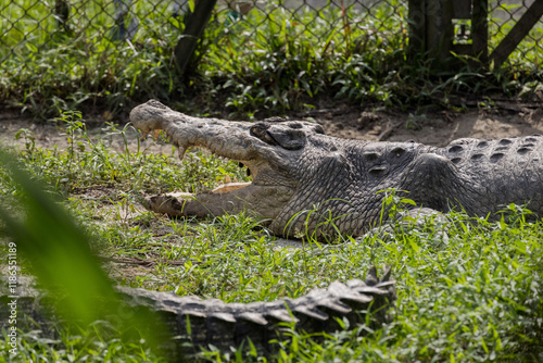 Saltwater crocodile sunbathing with its mouth and jaw open in Taiping Zoo photo