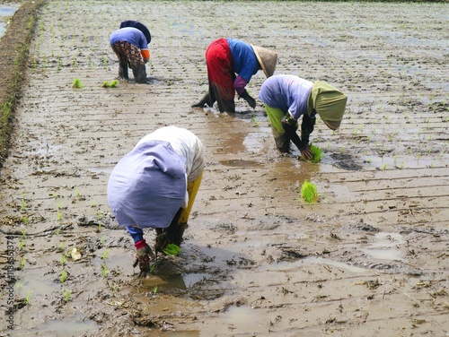 Indonesian Asian women farming rice paddies during planting season. Asian women traditional farmers wearing head coverings, working under the hot sun. Rural agriculture. Non-urban activities photo