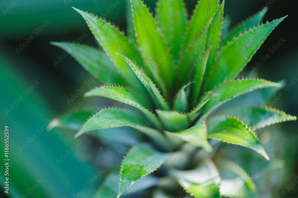 Pineapple grow on tree in garden Pineapple grow on tree in garden