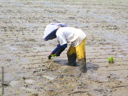 Indonesian Asian women farming rice paddies during planting season. Asian women traditional farmers wearing head coverings, working under the hot sun. Rural agriculture. Non-urban activities photo