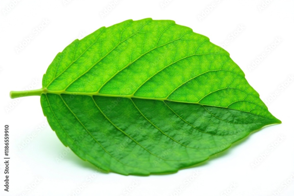 Obraz premium Delicate green leaf with intricate veins isolated on white background, foliage, green, leaf