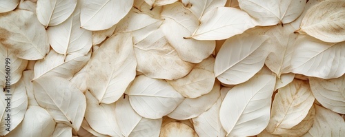 Texture leaves closeup background plant abstract autumn white foliage nature fall