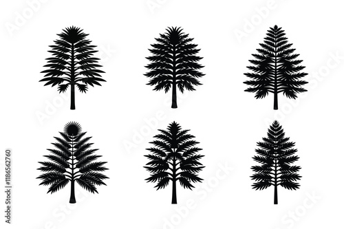 The Wollemi Pine (Wollemia nobilis) silhouette vector  illustration photo