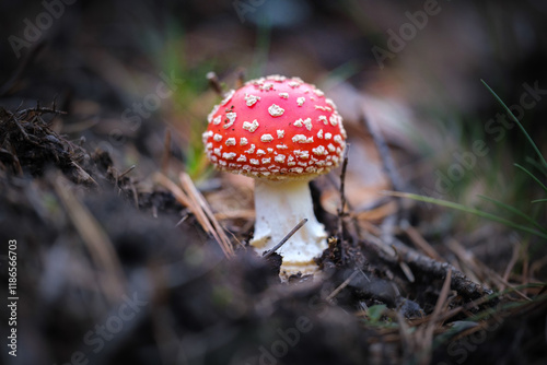 Red and white spotted  fly agaric mushroom