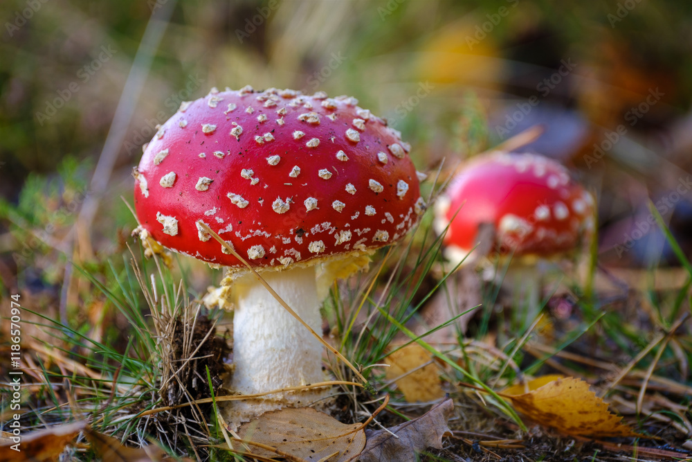 Red and white spotted fly agaric mushroom