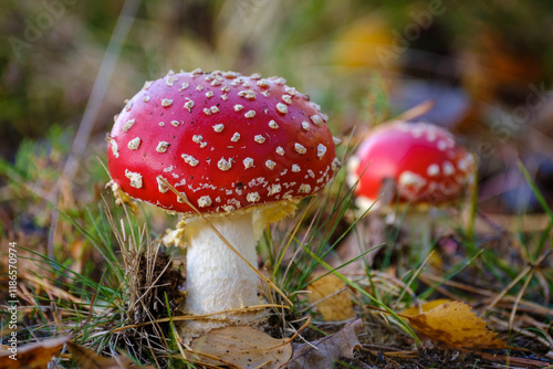 Obraz na płótnie Red and white spotted fly agaric mushroom w salonie