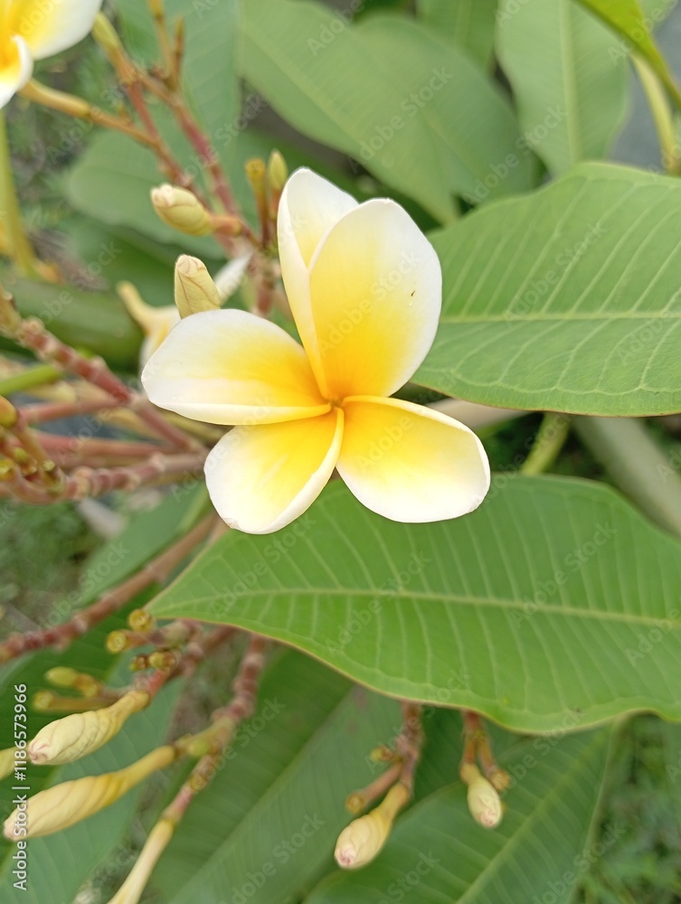 Fototapeta premium samboja flowers beautiful in the garden