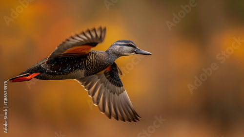 Gadwall flying on sky isolated on white background
