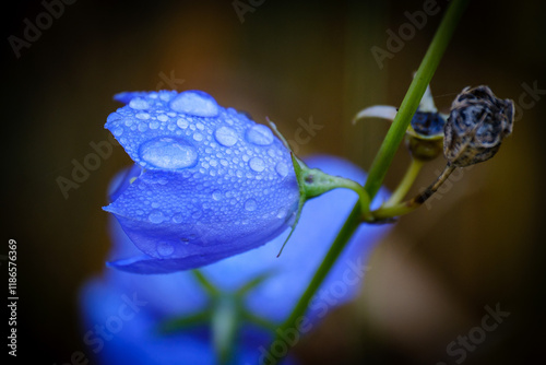 Beautiful blue bluebell flower with waterdrops photo