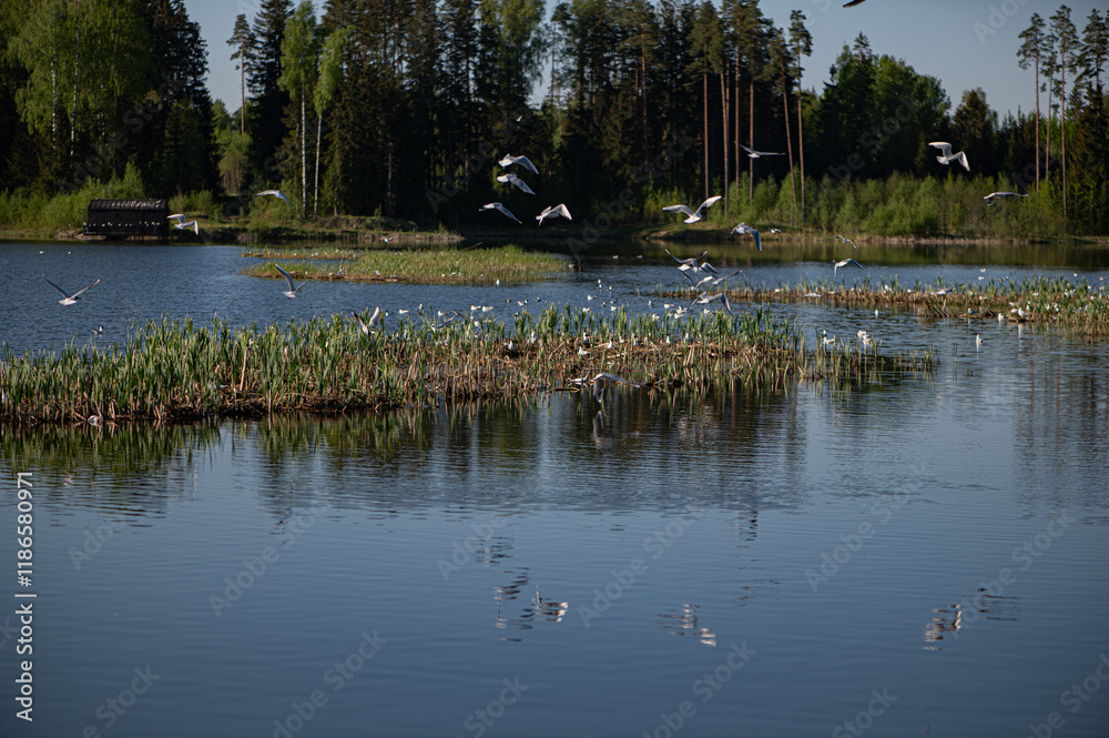 A flock of birds above the water of a forest lake on a spring day A flock of birds above the water of a forest lake on a spring day