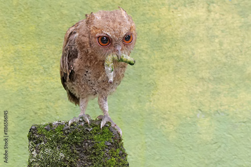 A Javan scops owl preys on a caterpillar on moss-covered ground. This nocturnal bird has the scientific name Otus lempiji. photo