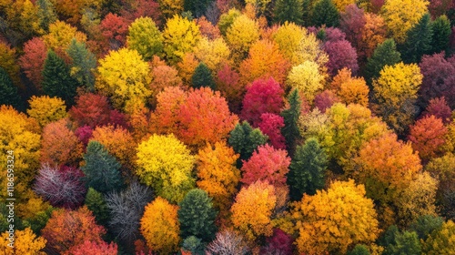 Aerial view of a vibrant autumn forest showcasing a rich variety of colorful trees in shades of red orange yellow and green