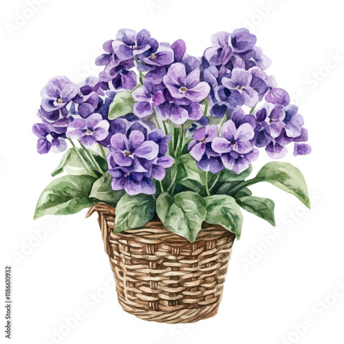 A watercolor drawing of a Violet bouquet in a basket, isolated on a white background. Violet bouquet vector.
