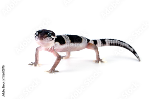 Baby Leaopard gecko closeup isolated on white background, Baby gecko closeup on white background, animal closeup photo