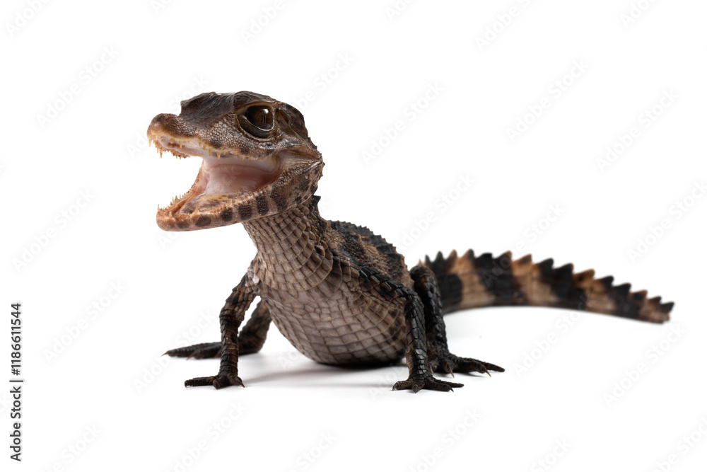 Fototapeta premium Cuvier's dwarf caiman (Paleosuchus palpebrosus) closeup isolated on white background, Cuvier's dwarf caiman (Paleosuchus palpebrosus) closeup