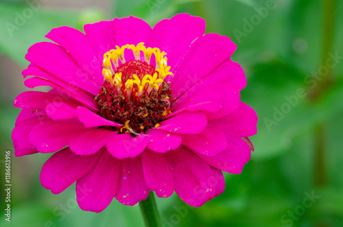 Close up of red Portulaca flowers taken after rainy day with customizable space for text or message photo