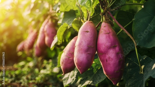 purple sweet potato plant