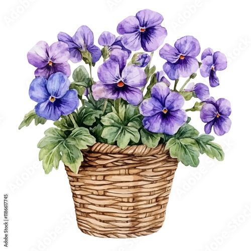 A watercolor illustration of a Viola bouquet in a basket, isolated on a white background. Viola bouquet vector.
