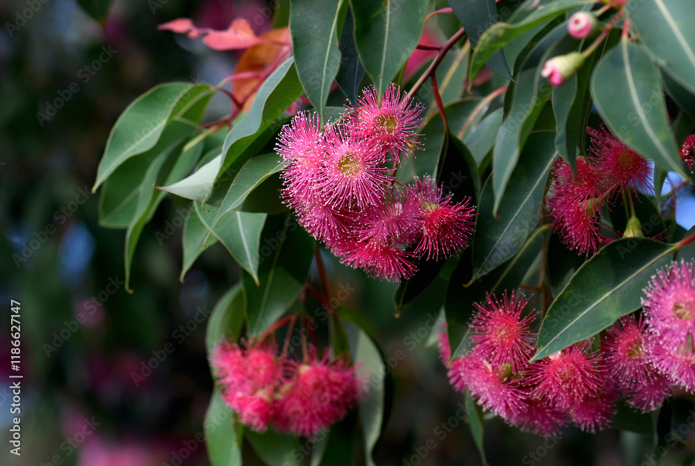 Deep pink blossoms and dark green leaves of Australian native Corymbia gum tree, family Myrtaceae. Summer flowering. Deep pink blossoms and dark green leaves of Australian native Corymbia gum tree, family Myrtaceae. Summer flowering.