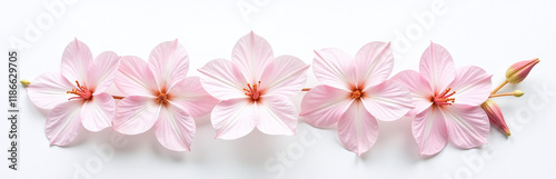 Image Of A Delicate Pink Floral Arrangement Isolated Against A Clean White Background With Gentle Subtle Color Tones. 00003
