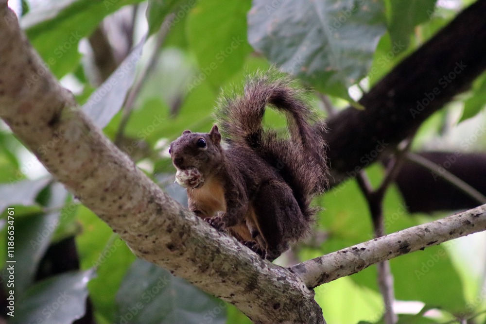 Squirrel Squirrel