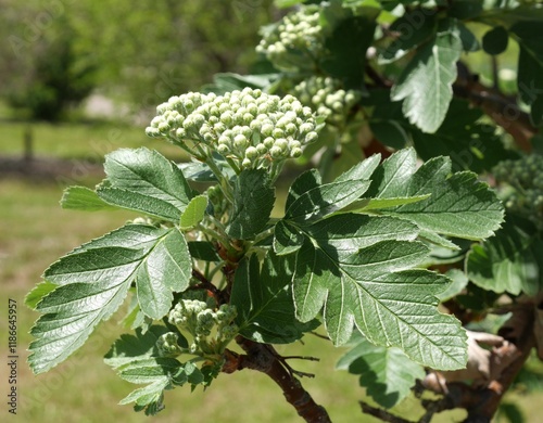 Oakleaf Mountain Ash tree buds and leaves, Colorado photo