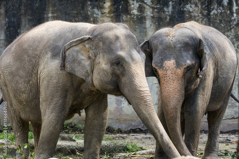 Fototapeta premium Multiple Asian Elephant Portrait in Taiping Zoo