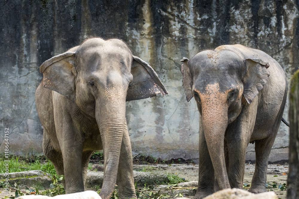 Fototapeta premium Multiple Asian Elephant Portrait in Taiping Zoo