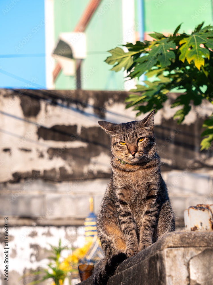 Obraz premium Tabby Cat Sitting on The Old Cement Wall