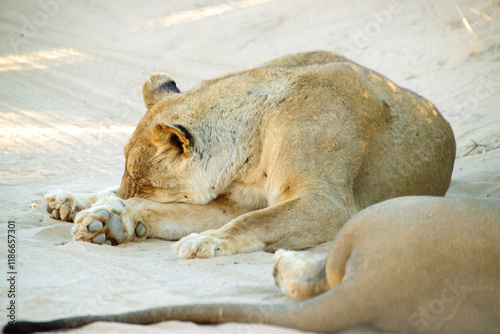 Lions rest on the sandy road of the Kgalagadi Transfrontier Park on the border between Namibia and South Africa photo