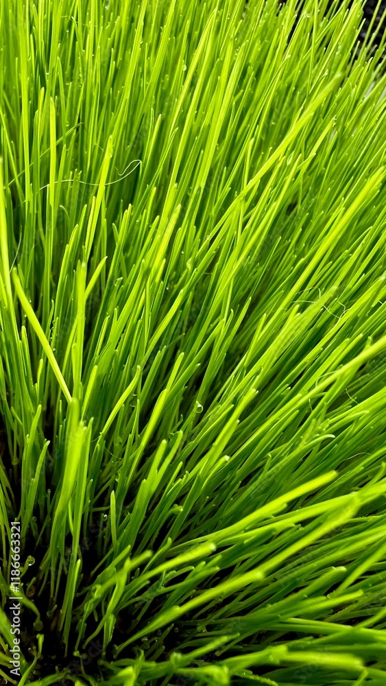 Vertical photo of lush green grass on the lawn. Close-up of vibrant grass blades, perfect for nature, outdoor, or gardening themes. A peaceful and fresh atmosphere, ideal for nature-related content. Vertical photo of lush green grass on the lawn. Close-up of vibrant grass blades, perfect for nature, outdoor, or gardening themes. A peaceful and fresh atmosphere, ideal for nature-related content.