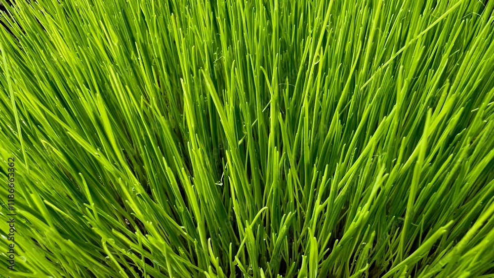 Horizontal photo of lush green grass on the lawn. Close-up of vibrant grass blades, perfect for nature, outdoor, or gardening themes. A peaceful and fresh atmosphere, ideal for nature-related content. Horizontal photo of lush green grass on the lawn. Close-up of vibrant grass blades, perfect for nature, outdoor, or gardening themes. A peaceful and fresh atmosphere, ideal for nature-related content.