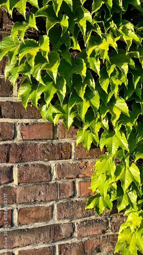 Obraz premium Climbing ivy wraps around a brick wall, creating a blend of nature and architecture. Perfect for backgrounds, nature, or design concepts. Space for text or logo. Vertical photo